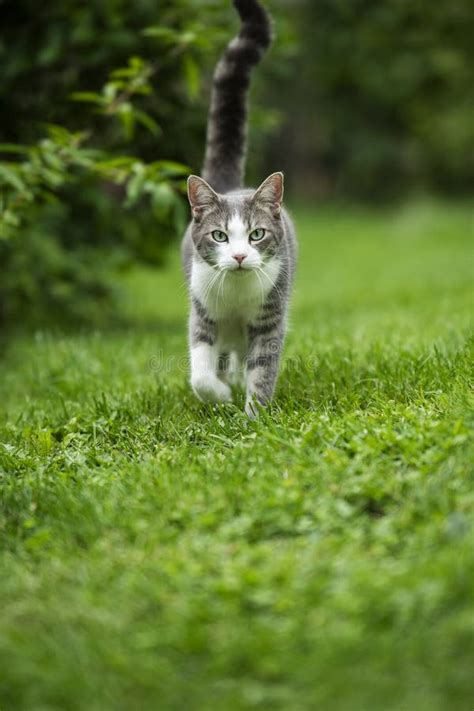 Young Silver Tabby Cat In Nature Background Stock Image Image Of Looks Tabby 291010787