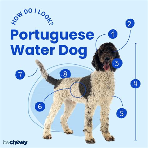 Portuguese Water Dog Breed: Characteristics, Care & Photos | BeChewy