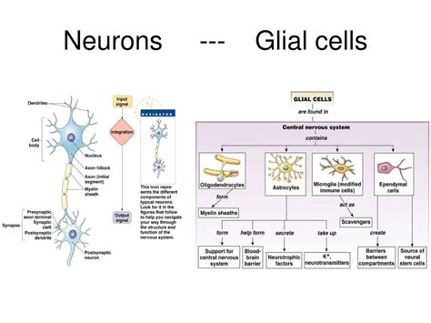 Ppt Neurophysiology Powerpoint Presentation Free Download Id5703527