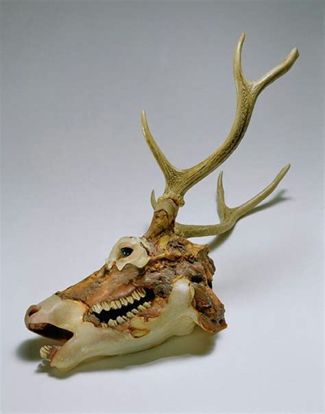 Erick Swensons Rotting Deer Skull Posted On July 9 2013 By D2g This