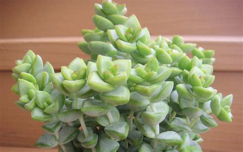 Crassula Rupestris ¡cuidados Y Curiosidades Club Suculentas