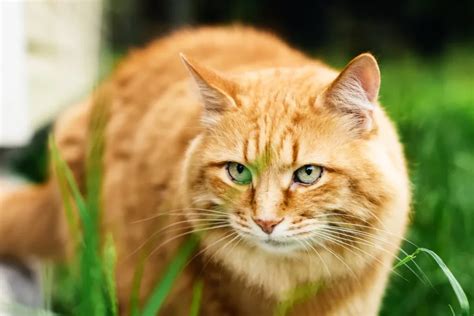 Beautiful Orange Cat Breeds Fijock