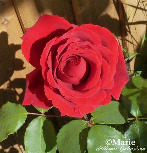 Symbolism and Meaning of Red Roses