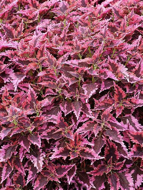 How To Plant And Grow Edged Leaf Coleus Sun Loving