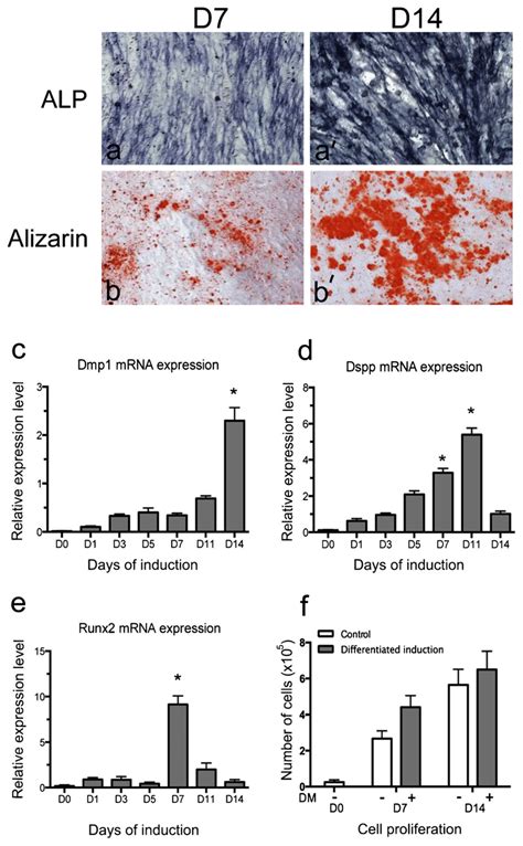 Differentiation Of Dental Papilla Mesenchymal Cells And Odontoblast