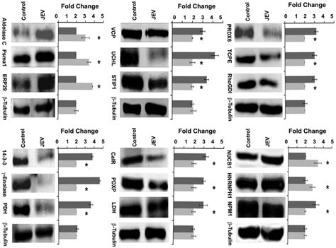 Validation Of Proteomic Results Using Immunoblotting Immunoblot Of