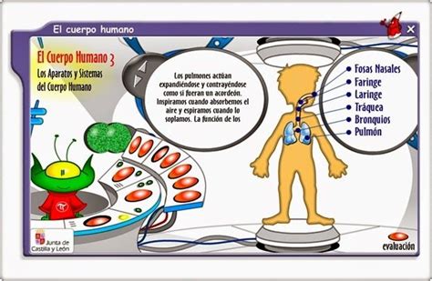 Juegos Educativos Online Gratis El Cuerpo Humano Juegos Del Cuerpo