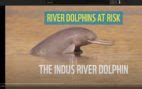 Indus river dolphin - River Dolphins