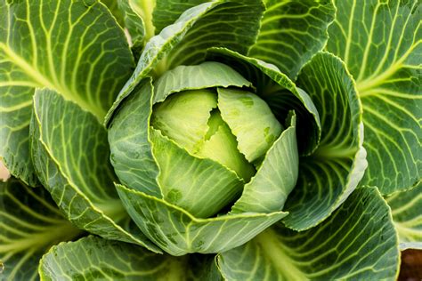 hope  preventing black rot disease  vegetables earthcom