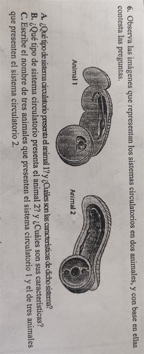 Observa Las Im Genes Que Representan Los Sistemas Circulatorios En