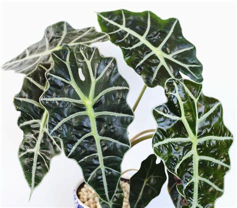 Alocasia Amazonica Care The Ultimate Guide To Caring For Your Plant