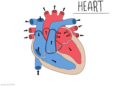 Heart Diagram Unlabelled Etsy