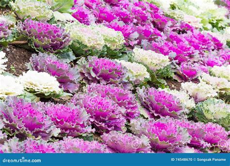 Fresh Purple And White Cabbage Brassica Oleracea Plant Leaves Stock