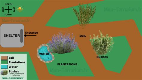 Guía completa para construir y decorar un terrario para tu tortuga