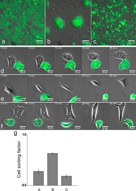 Figure From Regulation Of Ephb Activation And Cell Repulsion By