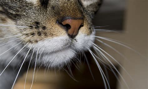 ¿sabÍas Que Los Bigotes De Los Gatos Les Permiten Medir Las Distancias A Los Objetos Mas