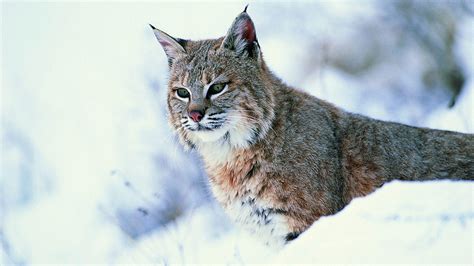 Lynx Snow Wallpapers - Top Free Lynx Snow Backgrounds - WallpaperAccess