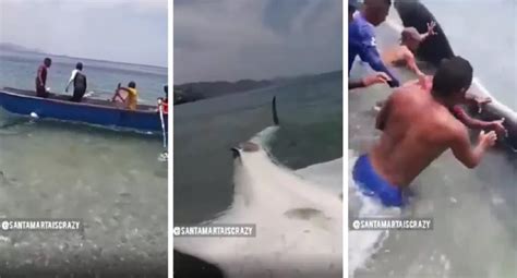 Video pescadores en Taganga se sorprenden con tiburón ballena y lo liberan