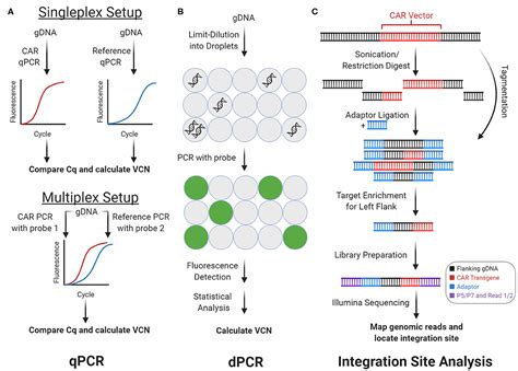 Frontiers The Chimeric Antigen Receptor Detection Toolkit