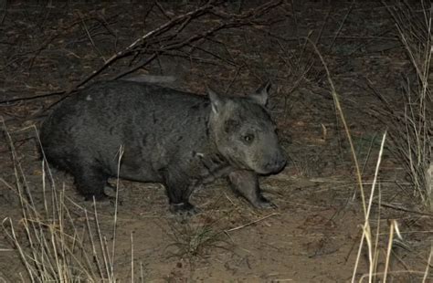 Wombats: Australia's Enigmatic Burrowers (Facts, Diet, Habitat & Pictures)