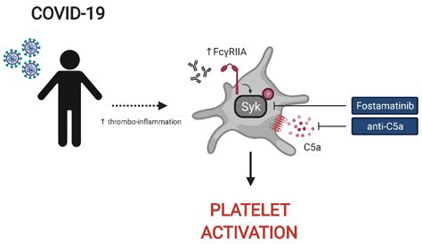 Frontiers Signaling Through Fc Riia And The C A C Ar Pathway Mediate