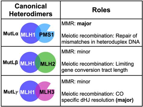 Cells Free Full Text Coordinated And Independent Roles For Mlh