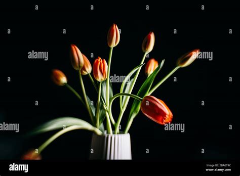 Red Tulips Flower Bouquet On A White Pot Vase Isolated On A Black