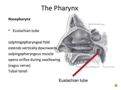 Upper Respiratory Tract The Pharynx