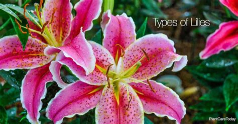 Top Garden Lily Types Flower Gardens