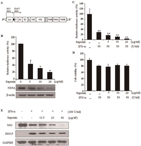 Saponin Potentiates Ifn A Induced Anti Hcv Activity A Genomic