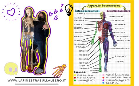 Fare Scienze In Quinta 5 Apparato Digerente E Locomotore Per Fare