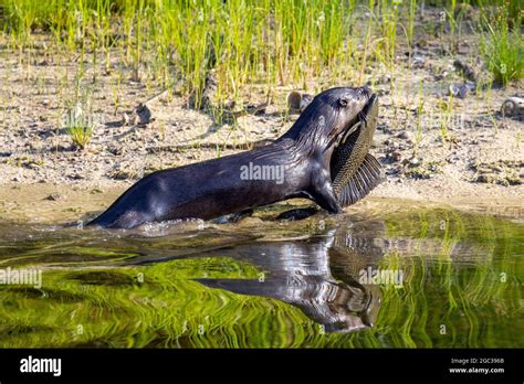 A North American River Otter Lontra Canadensis Foraging And Feeding