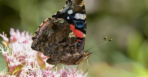 Invertebrados De Huesca Vanessa Atalanta Linnaeus Almirante