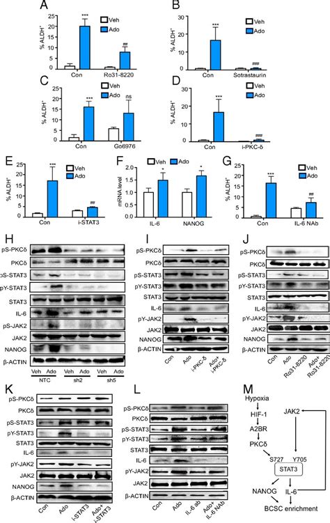 Hypoxia Inducible Factor 1 Dependent Expression Of Adenosine Receptor 2b Promotes Breast Cancer