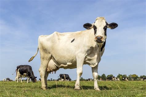 Cow Standing Full Length In Side View Milk Cattle Black And White In