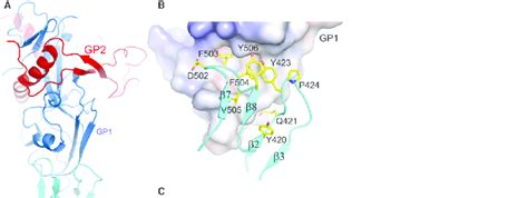 The Docked Complex Of NPC1DC And EBOV GP A Cartoon Representation Of