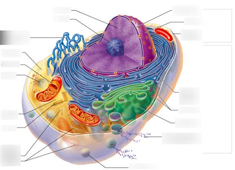 Chapter 3 Cells Diagram Quizlet