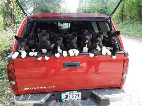 Purebred Akita puppies Sioux City - Puppies for Sale Near Me