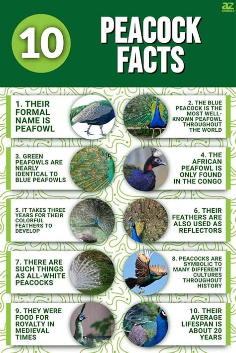 10 Incredible Peacock Facts | Peacock facts, The incredibles, Beautiful ...