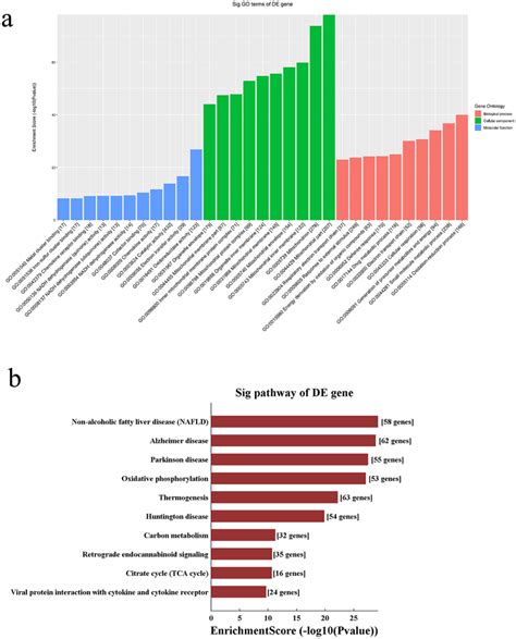 Gene Enrichment And Pathway Analysis Of The Lncrnasmrnas Coexpressed Download Scientific