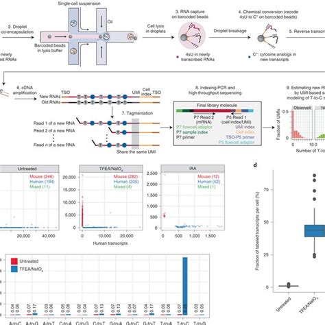 Massively Parallel And Time Resolved Rna Sequencing In Single Cells With Scnt Seq Request Pdf