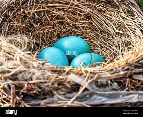 Robin's Eggs in Nest: Three blue American Robin bird eggs nestled into ...