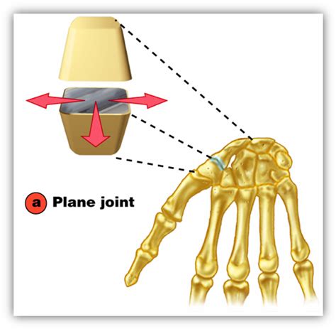 Download Card Image - Saddle Joint - ClipartKey