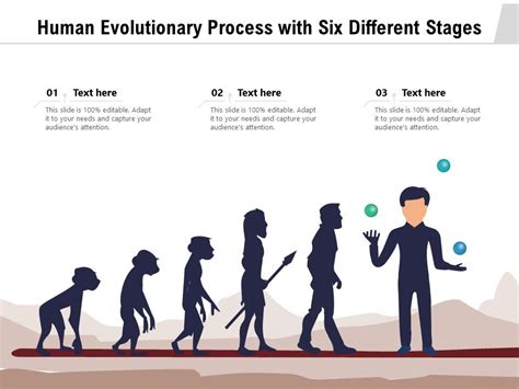 Stages Of Human Evolution