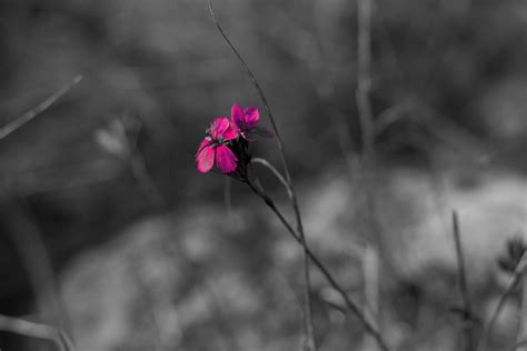 Flower Bw Alone Free Photo On Pixabay Pixabay