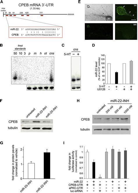 Mir Has Consensus Sites In The Cpeb Mrna Utr And Regulates Cpeb