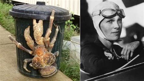 Amelia Earhart Coconut Crab Video Was She Eaten By Crabs