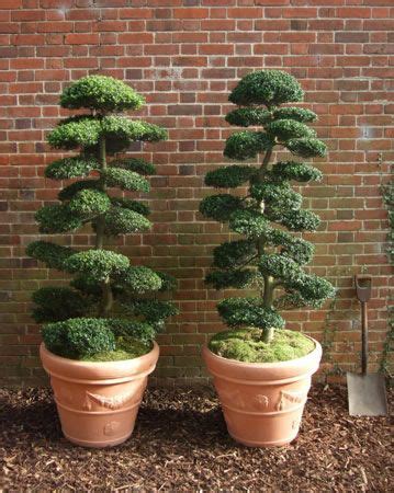 Catalogue Real Topiary Plants For Hire Topiary Garden Topiary