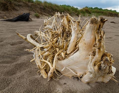 Sea Log Photograph By Tim Fitzwater Fine Art America