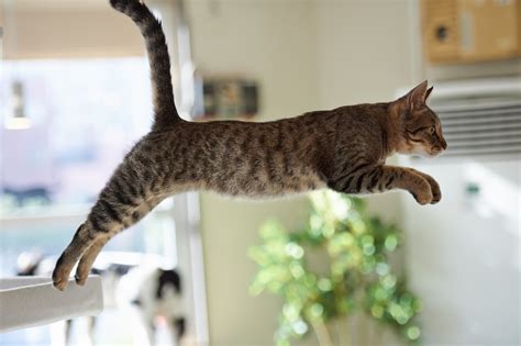 4k Cats Kittens Jump Hd Wallpaper Rare Gallery